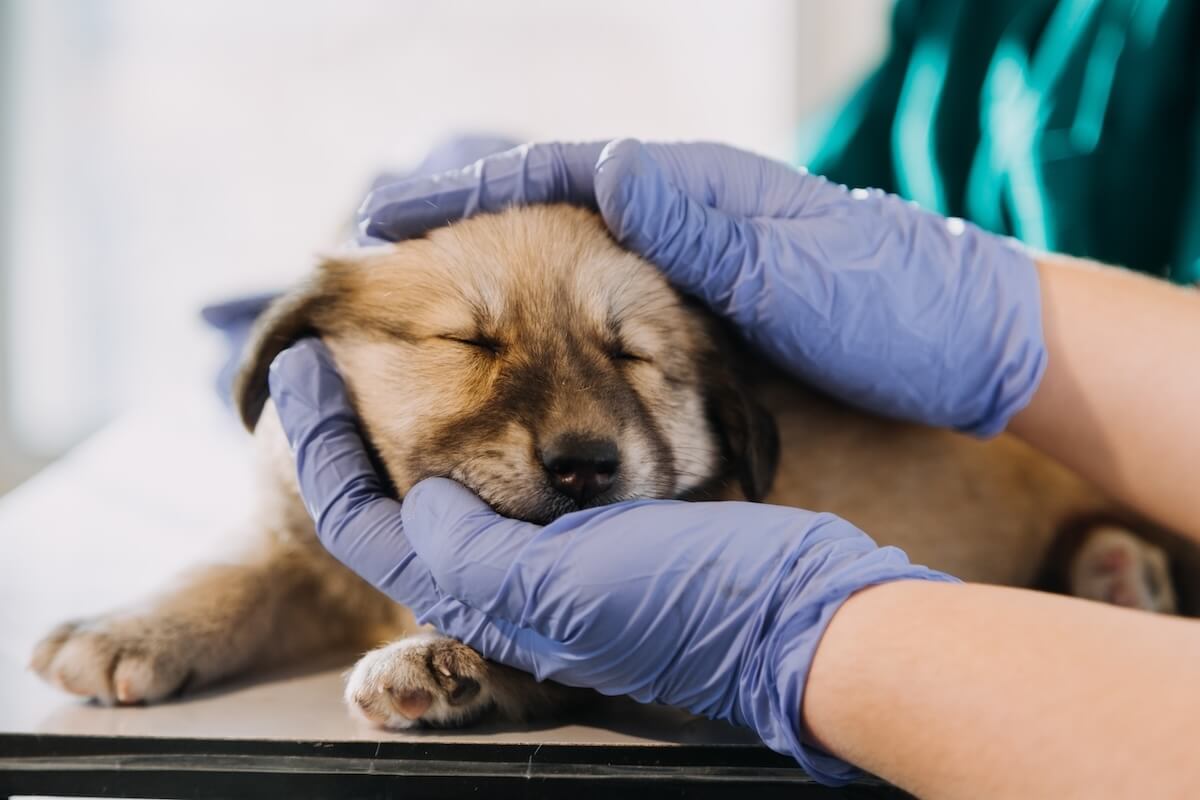 Close-up of a puppy being cradled by a veterinarian during an exam at an animal hospital.