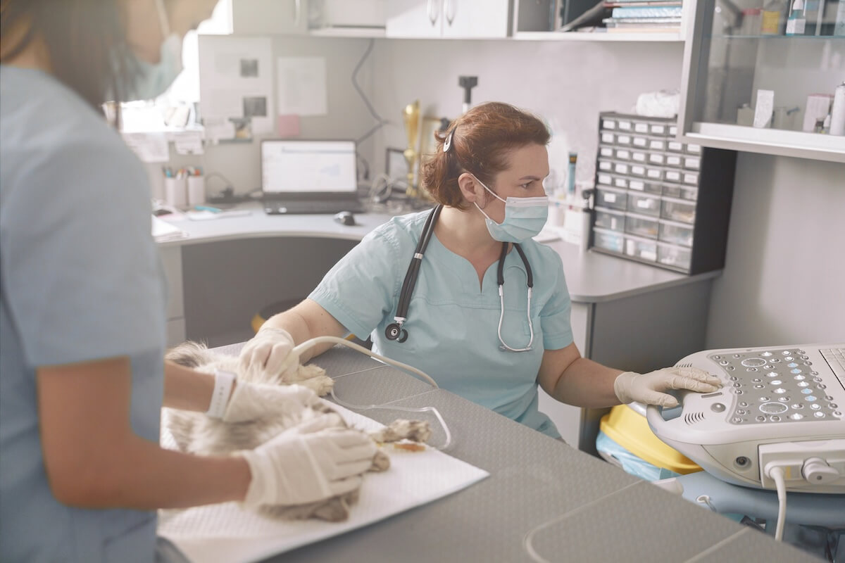 Two veterinary staff members perform an ultrasound on a pet while a laptop in the background displays patient data, illustrating the digital tools at risk during a server failure.