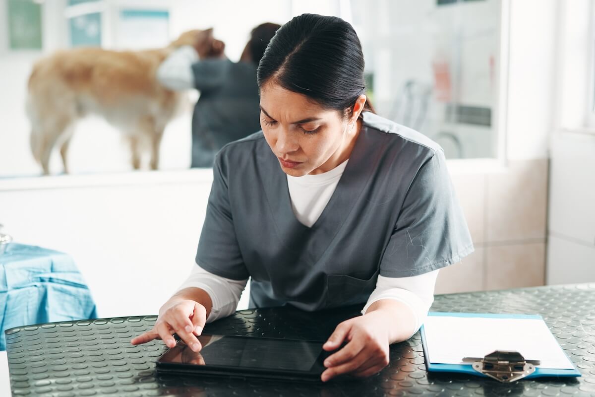 A female veterinary professional in grey scrubs looks focused while using a digital tablet on an exam table, with a dog being treated in the blurred background of a clinic.