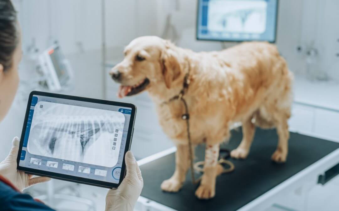 Can Your IT Provider Support X-Ray, Imaging, and Network Infrastructure in a Veterinary Clinic?