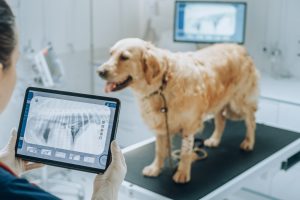 A veterinarian holding a tablet displaying a digital X-ray of a dog while a Golden Retriever stands on an exam table in the background near a computer monitor.