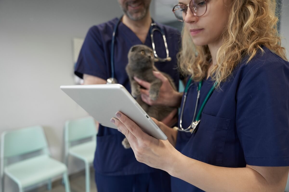 A female veterinarian in blue scrubs reviews data on a white tablet while a colleague holds a grey cat in the background of a clinic; conceptualizing user-based vs. device-based IT security in veterinary medicine.