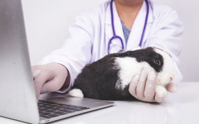 How Do You Measure IT Success and ROI for a Veterinary Clinic?